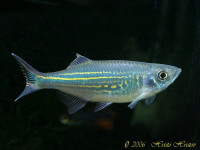 Снимка на Devario malabaricus (Jerdon, 1849)