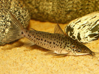 Снимка на Dianema longibarbis  (Cope, 1872)