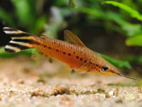 Снимка на Dianema urostriatum  (Miranda Ribeiro, 1912)