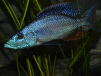 Снимка на Dimidiochromis compressiceps  (Boulenger, 1908)