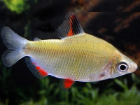 Снимка на Distichodus affinis  (Günther, 1873)