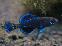 Снимка на Elassoma evergladei  (Jordan, 1884)