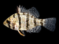 Снимка на Enneacanthus chaetodon   (Baird, 1855)