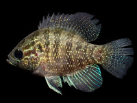 Снимка на Enneacanthus obesus  (Girard, 1854)