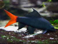 Снимка на Epalzeorhynchos bicolor  (Smith, 1931)