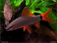 Снимка на Epalzeorhynchos frenatus  (Fowler, 1934)