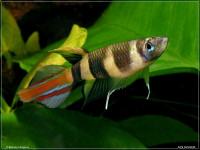 Снимка на Epiplatys annulatus  (Boulenger, 1915)