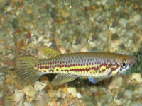 Снимка на Epiplatys chevalieri  (Pellegrin, 1904)