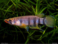 Снимка на Epiplatys dageti monroviae  (Arnoult & Daget, 1965)