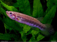 Снимка на Epiplatys fasciolatus  (Günther, 1866)