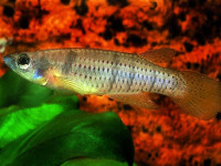 Снимка на Epiplatys grahami  (Boulenger, 1911)