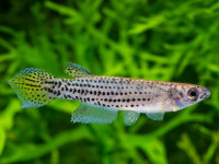 Снимка на Epiplatys singa  (Boulenger, 1899)