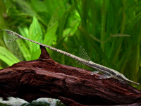 Снимка на Farlowella acus  (Kner, 1853)