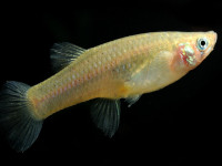 Снимка на Gambusia affinis  (Baird & Girard, 1853)