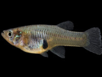 Снимка на Gambusia holbrooki (Girard, 1859)