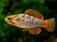 Снимка на Garmanella pulchra  (Hubbs, 1936)