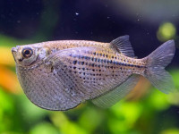 Снимка на Gasteropelecus sternicla  (Linnaeus, 1758)