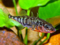 Снимка на Gasterosteus aculeatus aculeatus (Linnaeus, 1758)