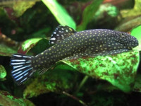 Снимка на Gastromyzon aeroides  (Tan & Sulaiman, 2006)