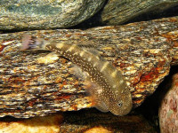 Снимка на Gastromyzon farragus (Tan & Leh, 2006)