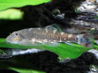 Снимка на Gastromyzon ocellatus (Tan & Ng, 2004)