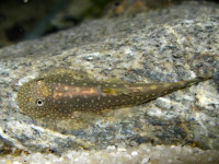 Снимка на Gastromyzon scitulus (Tan & Leh, 2006)