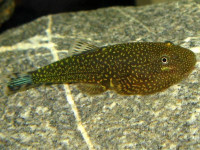 Снимка на Gastromyzon stellatus (Tan, 2006)