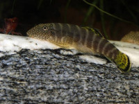 Снимка на Gastromyzon viriosus (Tan, 2006)