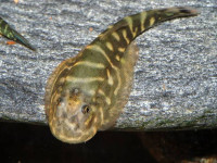 Снимка на Gastromyzon zebrinus (Tan, 2006)