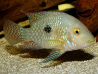 Снимка на Geophagus brasiliensis  (Quoy & Gaimard, 1824)
