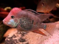 Снимка на Geophagus steindachneri  (Eigenmann & Hildebrand, 1922)