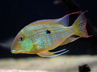 Снимка на Geophagus surinamensis  (Bloch, 1791)