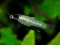 Снимка на Girardinus metallicus  (Poey, 1854)