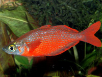 Снимка на Glossolepis incisus (Weber, 1907)