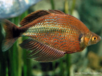 Снимка на Glossolepis multisquamata (Weber, de Beaufort, 1922)