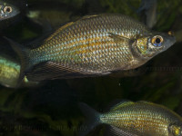 Снимка на Glossolepis wanamensis (Allen, Kailola, 1979)