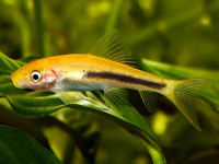 Снимка на Gyrinocheilus aymonieri  (Tirant, 1883)
