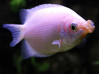 Снимка на Helostoma temminkii  (Cuvier, 1829)