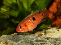 Снимка на Hemichromis bimaculatus  (Gill, 1862)