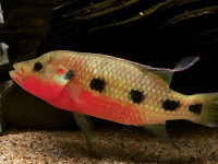 Снимка на Hemichromis fasciatus  (Peters, 1857)