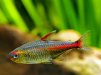 Снимка на Hemigrammus erythrozonus  (Durbin, 1909)