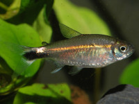 Снимка на Hemigrammus hyanuary  (Durbin, 1918)