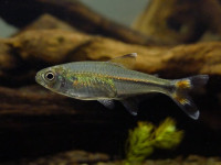 Снимка на Hemigrammus marginatus  (Ellis, 1911)