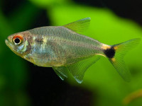 Снимка на Hemigrammus ocellifer  (Steindachner, 1882)