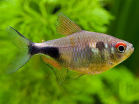 Снимка на Hemigrammus pulcher  (Ladiges, 1938)