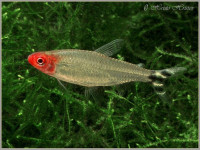 Снимка на Hemigrammus rhodostomus  (Ahl, 1924)