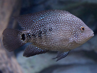 Снимка на Herichthys cyanoguttatus  (Baird & Girard, 1854)