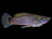 Снимка на Heterandria bimaculata  (Heckel, 1848)