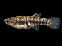 Снимка на Heterandria formosa  (Girard, 1859)