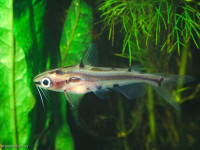 Снимка на Hyalobagrus flavus (Ng & Kottelat, 1998)
